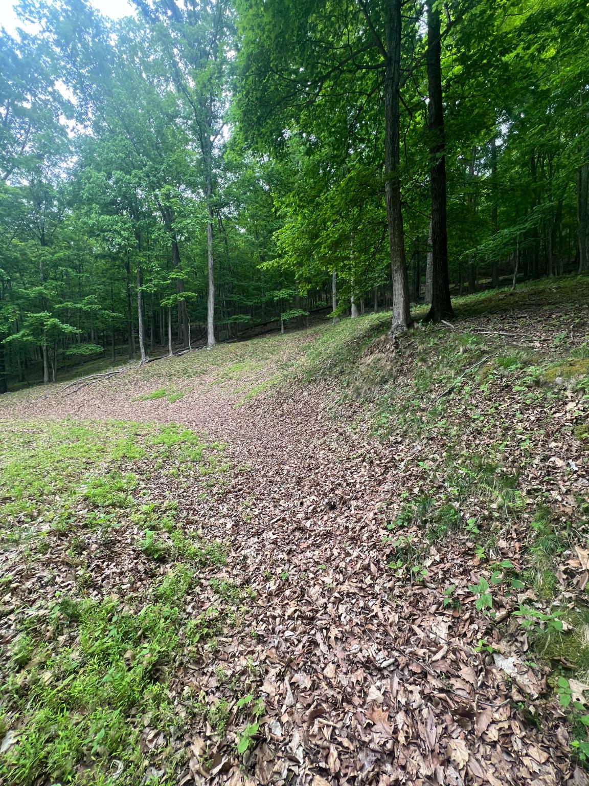 Edgar Lane Upper Tract, WV 26866 - Photo 10 of 22 View from driveway to cleared homesite.