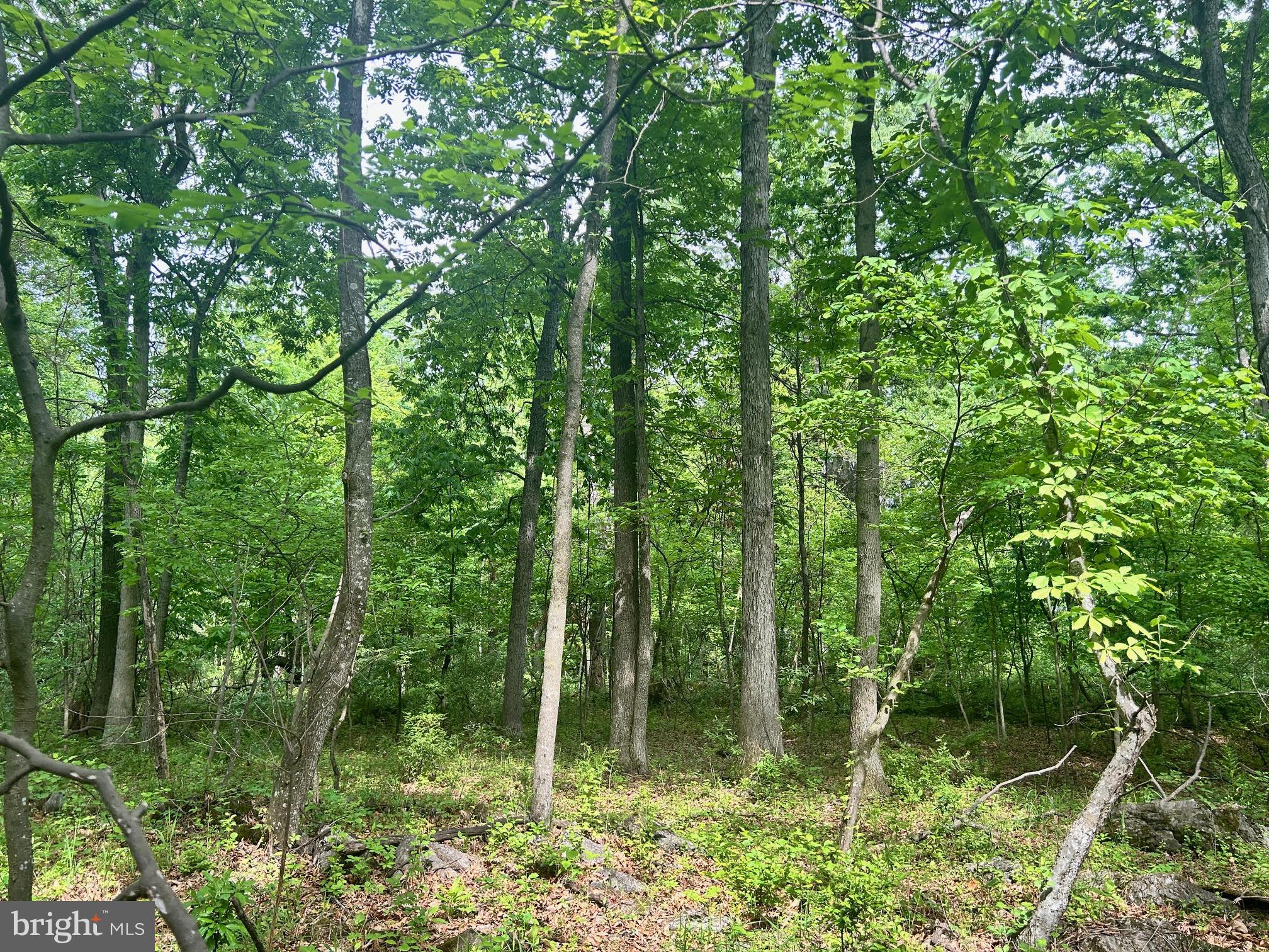 385 Kimble Road Berryville, VA 22611 - Photo 3 of 8 Typical view