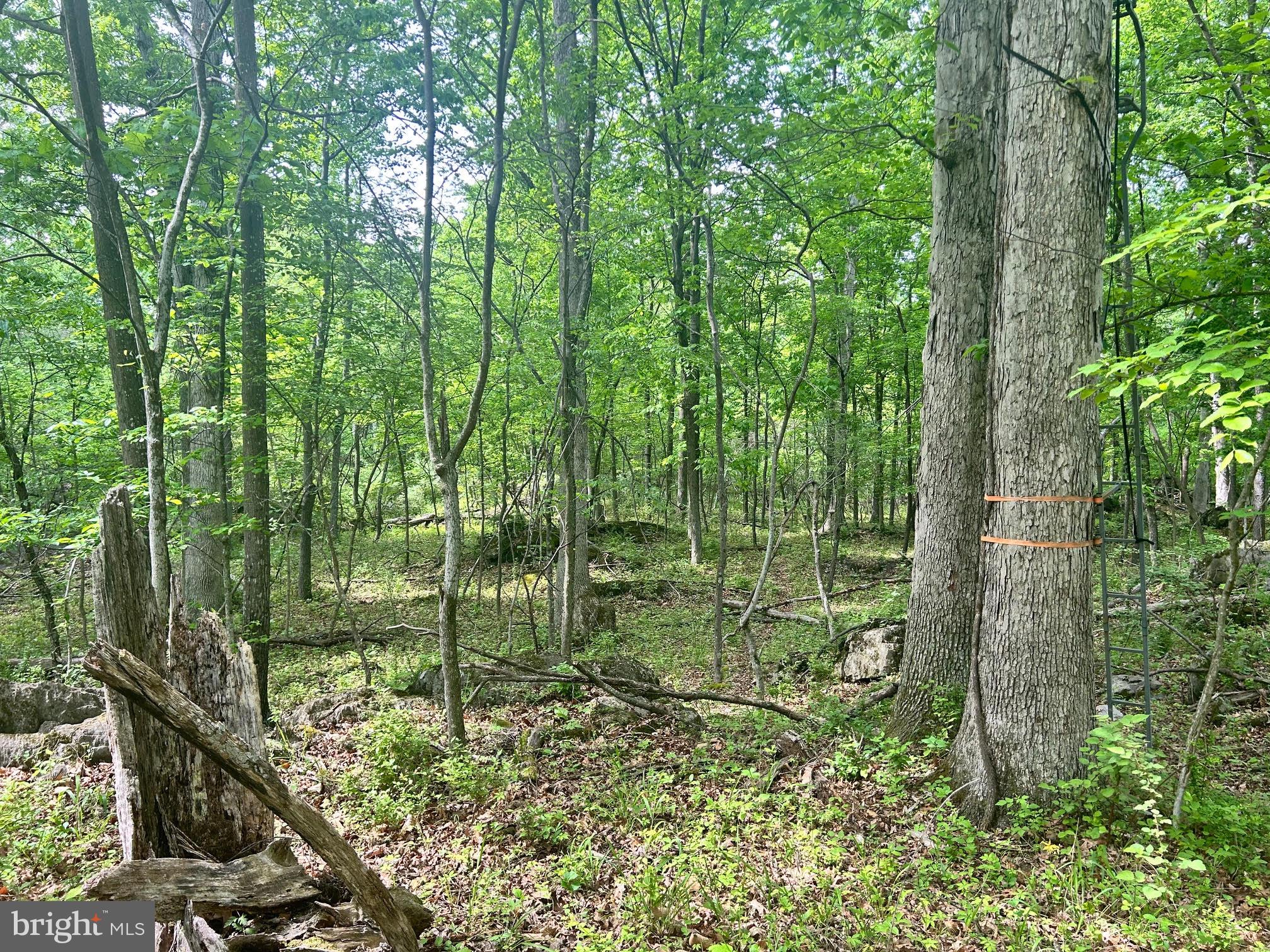 385 Kimble Road Berryville, VA 22611 - Photo 4 of 8 Typical view