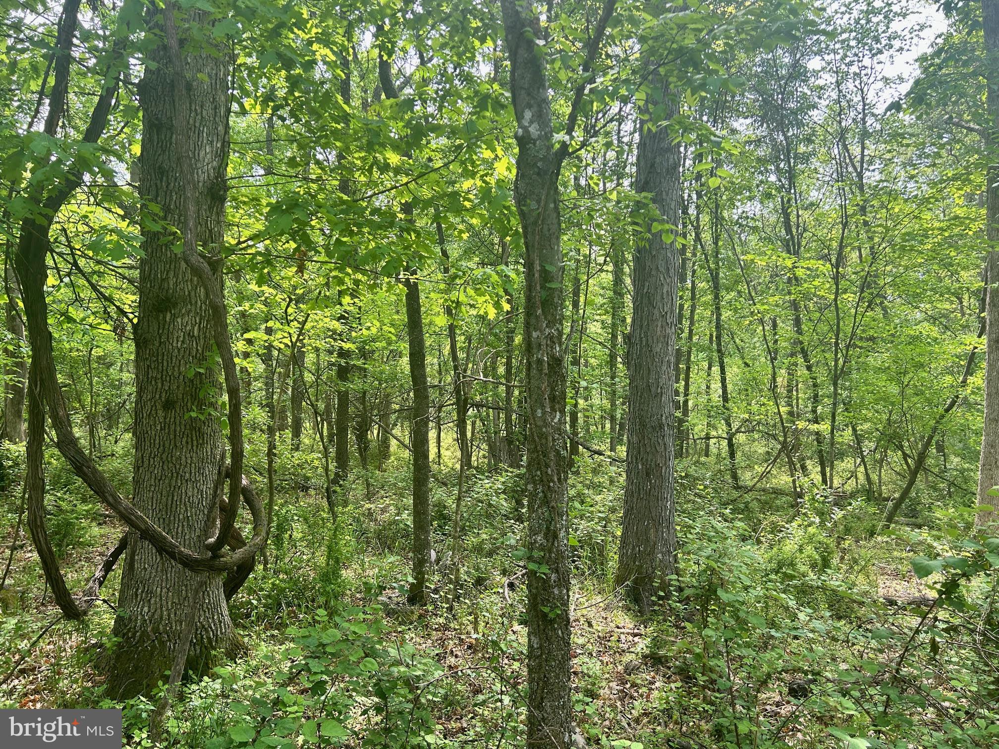 385 Kimble Road Berryville, VA 22611 - Photo 5 of 8 Typical view