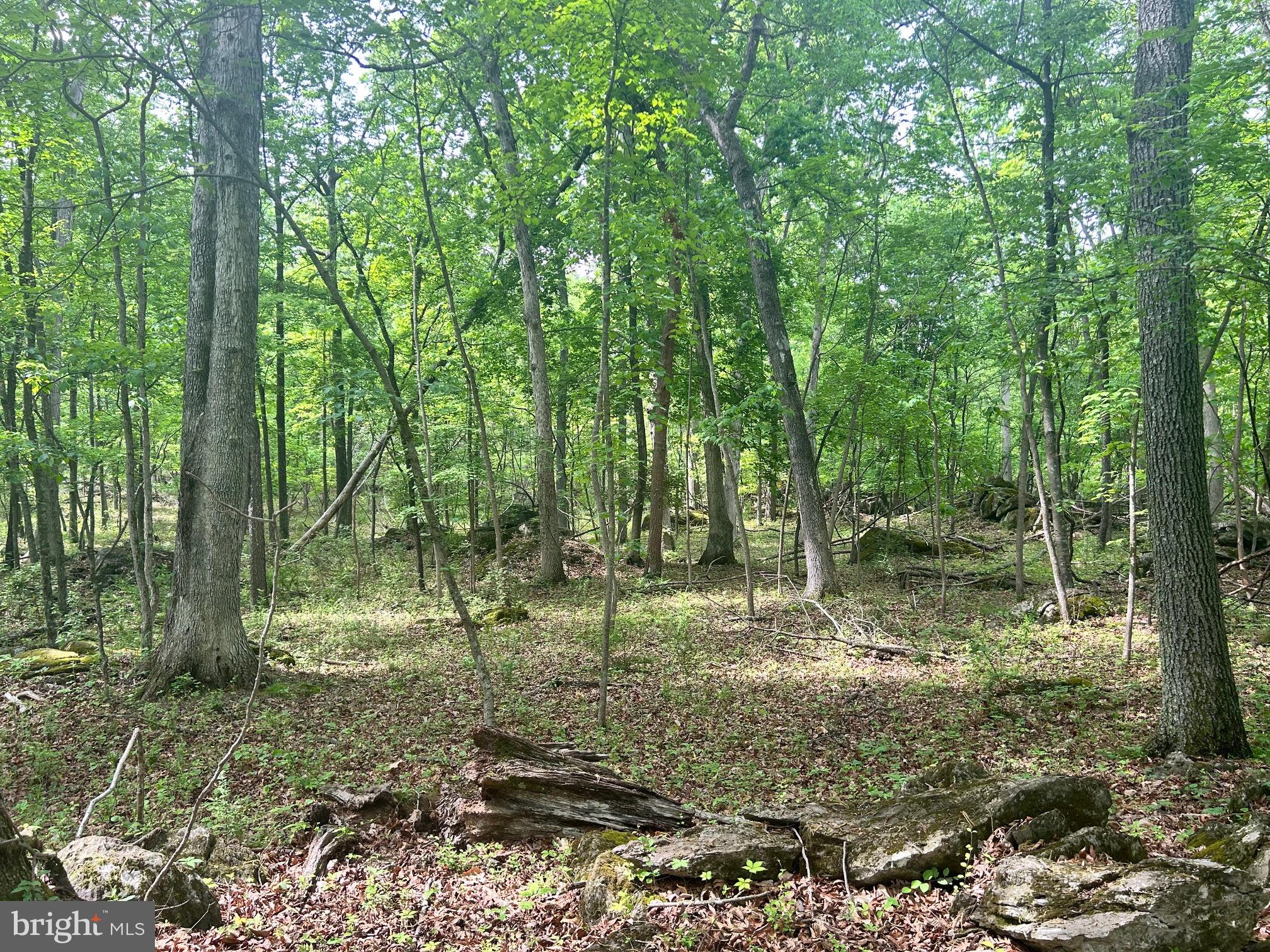 385 Kimble Road Berryville, VA 22611 - Photo 6 of 8 Typical view