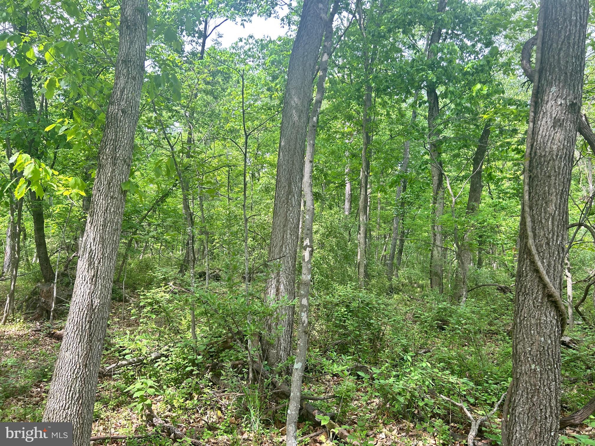 385 Kimble Road Berryville, VA 22611 - Photo 7 of 8 Typical view