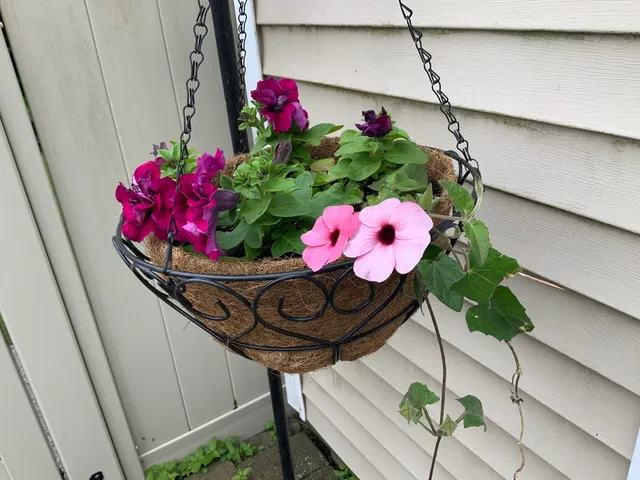 a view of a flower in a yard