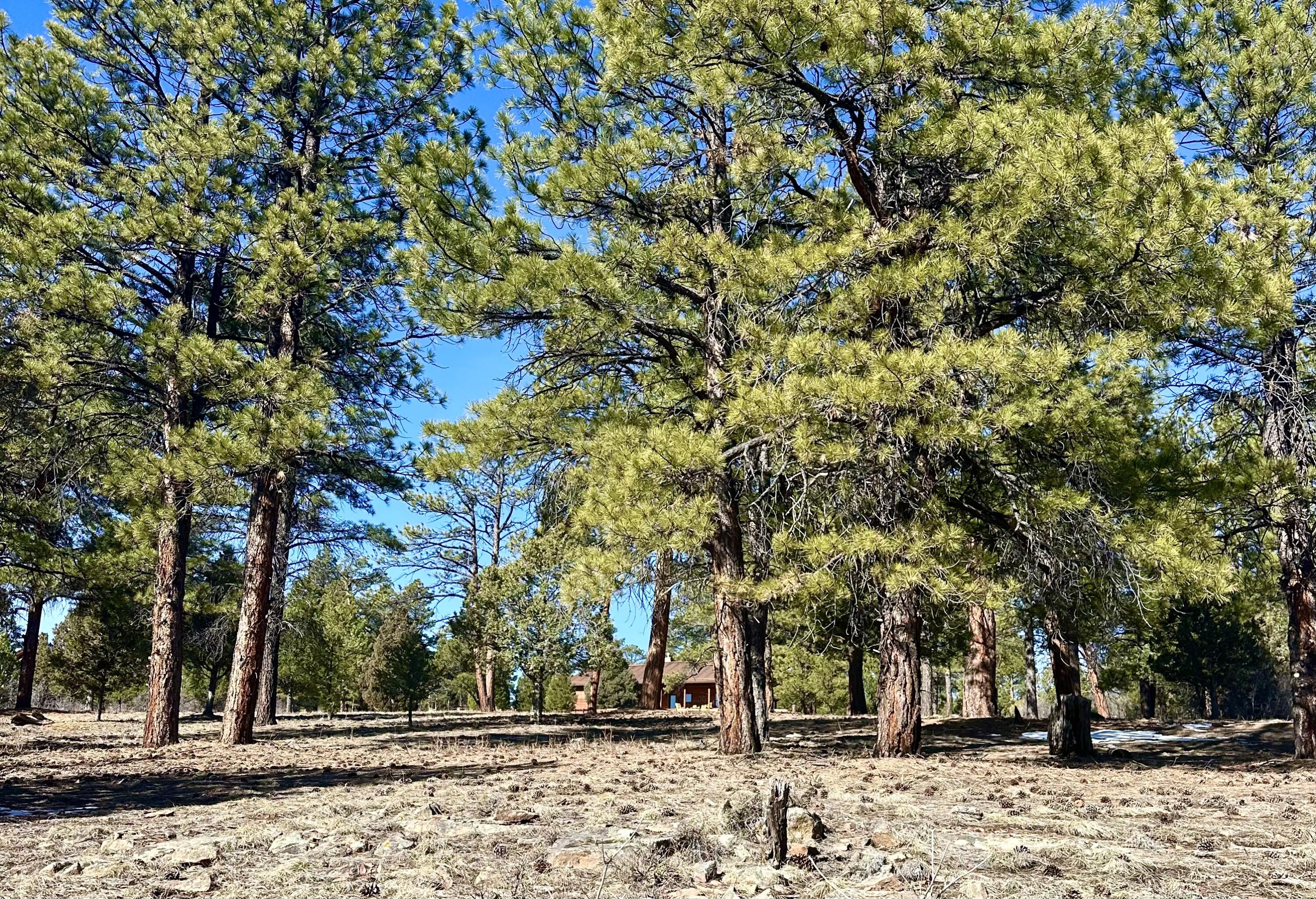 213 Big Canyon Point Ridgway, CO 81432 - Photo 27 of 41 Park-like Setting