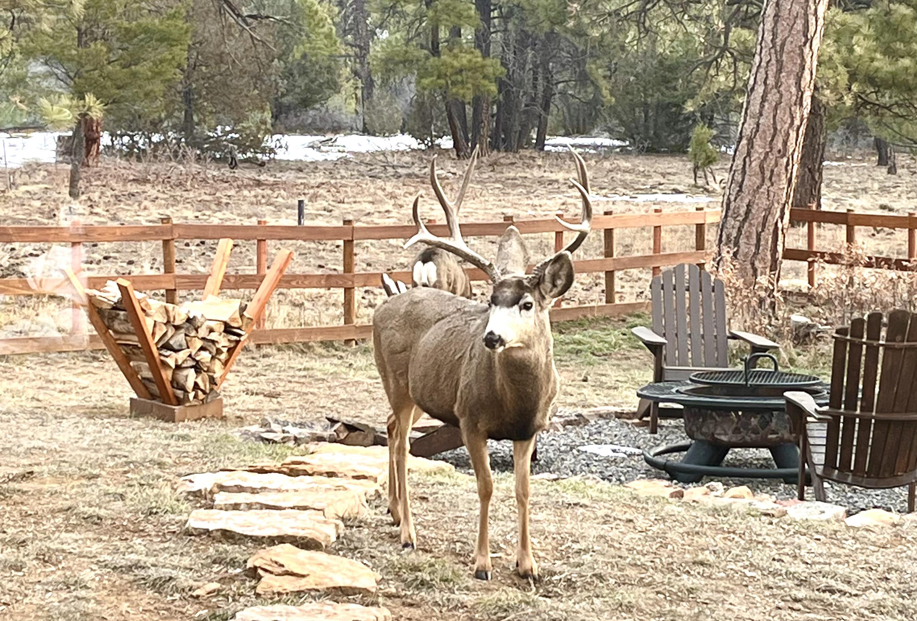 213 Big Canyon Point Ridgway, CO 81432 - Photo 32 of 41 Friendly Neighbors