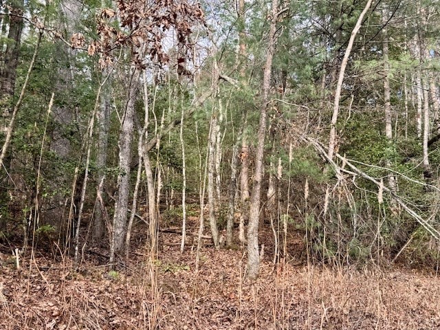 9 Timberline Road Murphy, NC 28906 - Photo 19 of 22 a close up of a plant in a yard