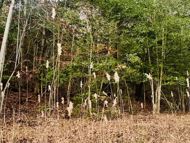 9 Timberline Road Murphy, NC 28906 - Photo 2 of 22 a view of a bunch of trees and bushes