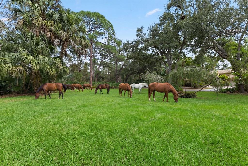 1343 Ranchero Drive Sarasota, FL 34240 - Photo 12 of 68