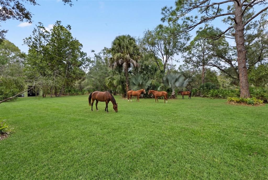 1343 Ranchero Drive Sarasota, FL 34240 - Photo 62 of 68 a view of yard with swimming pool and green space