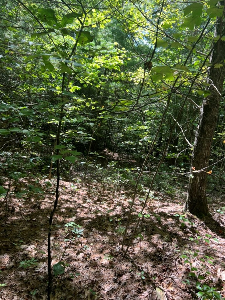 Lot 6-7 Donley Road Murphy, NC 28906 - Photo 12 of 14