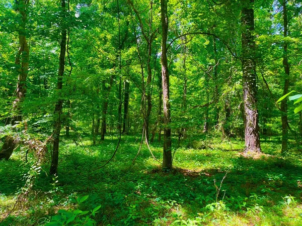 $2,850,000 | Tbn Bunkley Road, Meadville, MS 39653