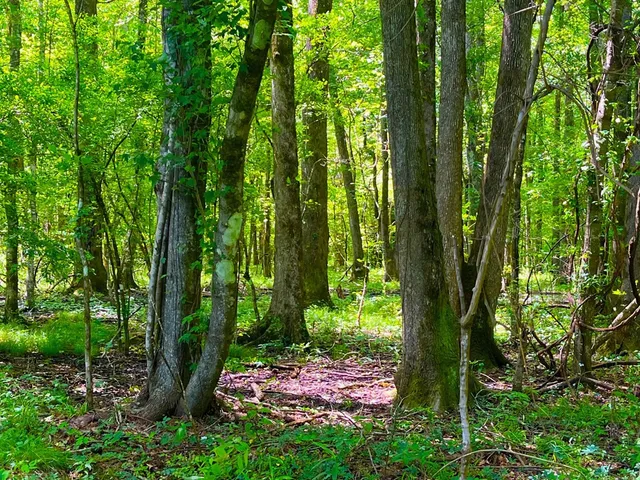 $2,850,000 | Tbn Bunkley Road, Meadville, MS 39653