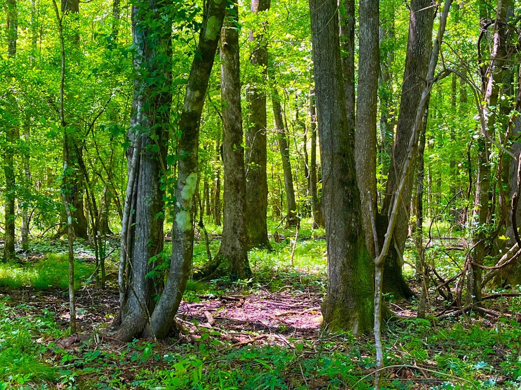 Tbn Bunkley Road Meadville, MS 39653 - Photo 15 of 29 Photo 15