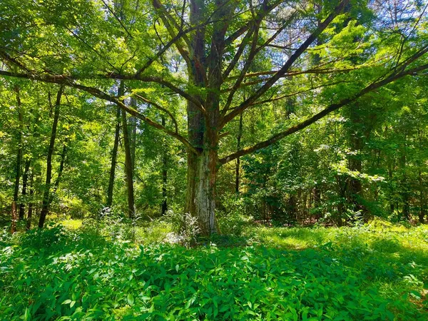 $2,850,000 | Tbn Bunkley Road, Meadville, MS 39653