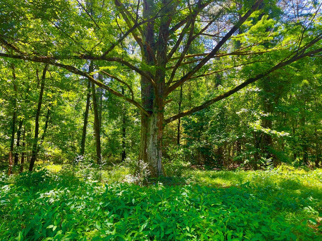 Tbn Bunkley Road Meadville, MS 39653 - Photo 17 of 29 Photo 17
