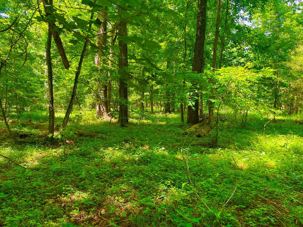 Tbn Bunkley Road Meadville, MS 39653 - Photo 18 of 29 Photo 18