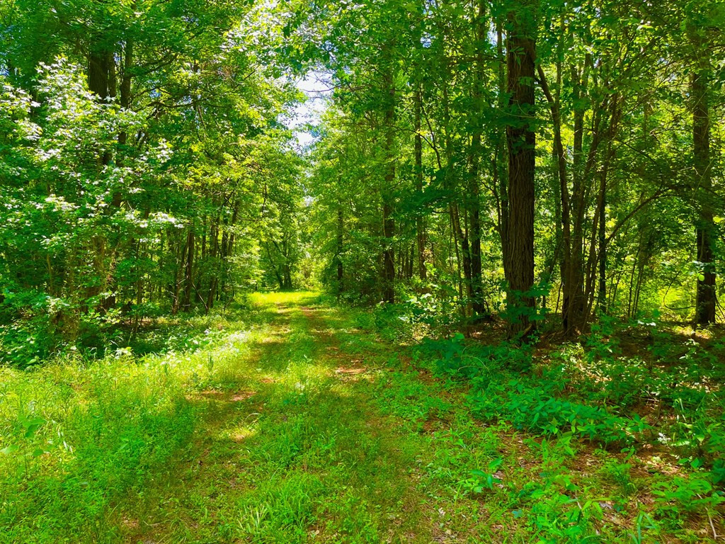 Tbn Bunkley Road Meadville, MS 39653 - Photo 21 of 29 Photo 21