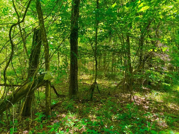 $2,850,000 | Tbn Bunkley Road, Meadville, MS 39653