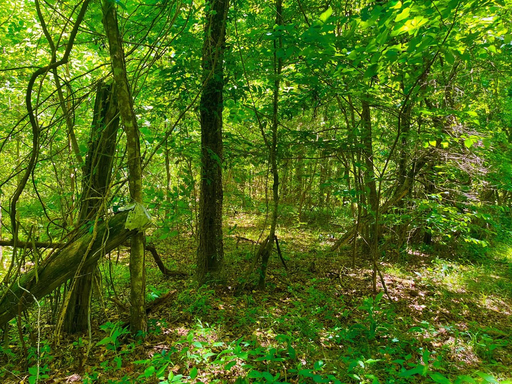 Tbn Bunkley Road Meadville, MS 39653 - Photo 26 of 29 Photo 26