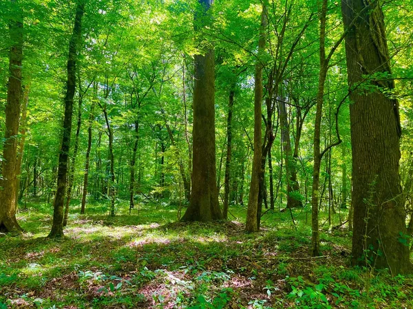 $2,850,000 | Tbn Bunkley Road, Meadville, MS 39653