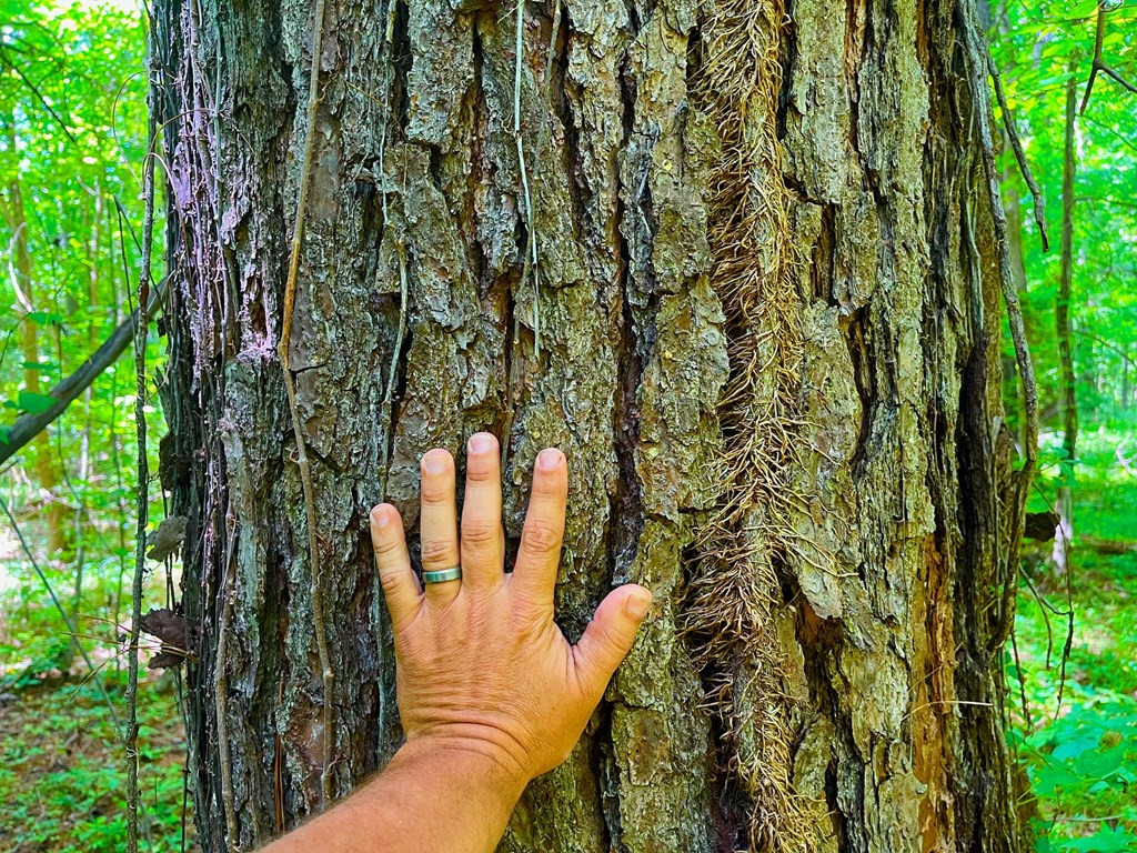 Tbn Bunkley Road Meadville, MS 39653 - Photo 7 of 29 Photo 7
