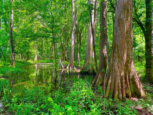 $2,850,000 | Tbn Bunkley Road, Meadville, MS 39653