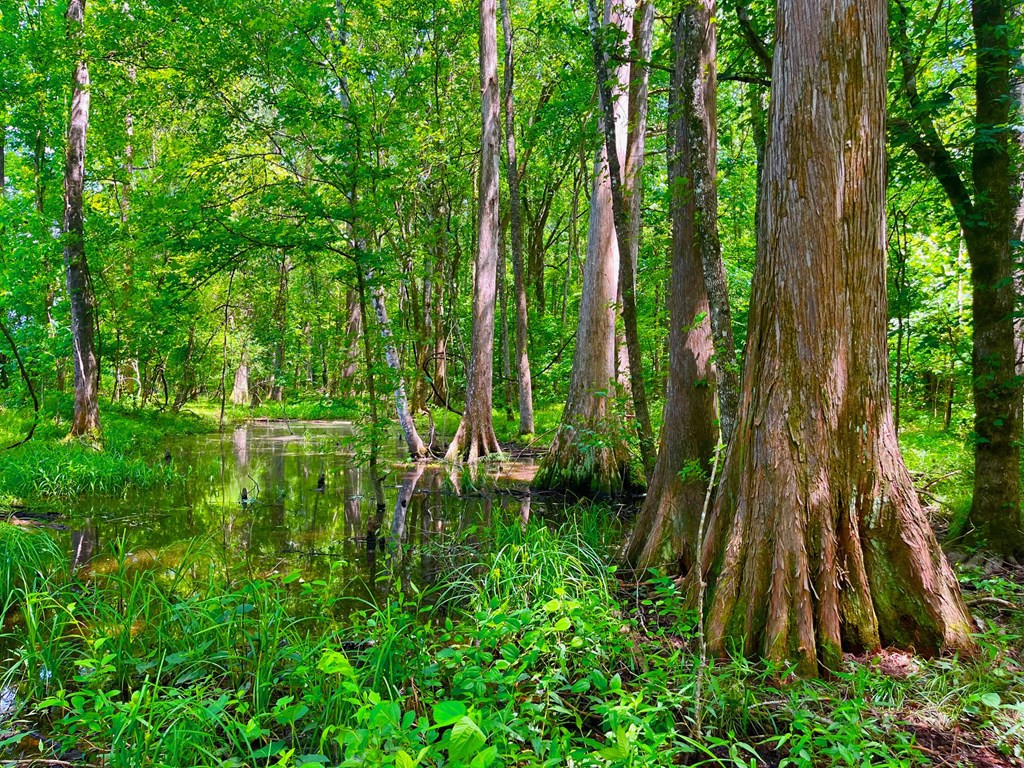 Tbn Bunkley Road Meadville, MS 39653 - Photo 9 of 29 Photo 9