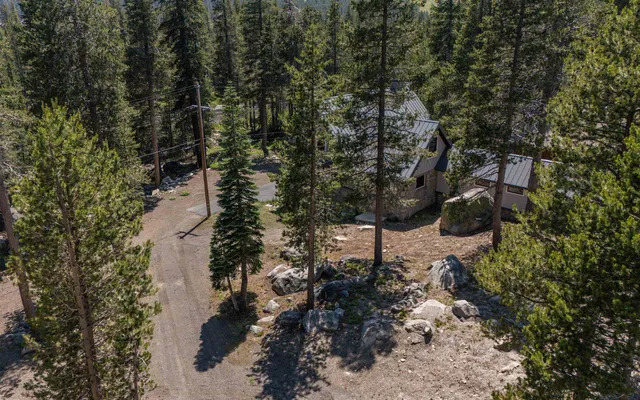 a view of a tree in a yard