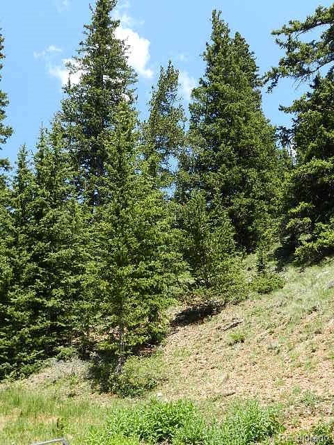 6509 Forbes Road Fort Garland, CO 81133 - Photo 10 of 29 Gallery Image 10