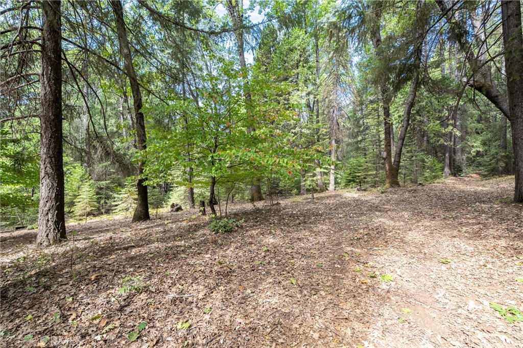 5245 Headwaters Road Forest Ranch, CA 95942 - Photo 39 of 47 a view of a forest with trees in the background