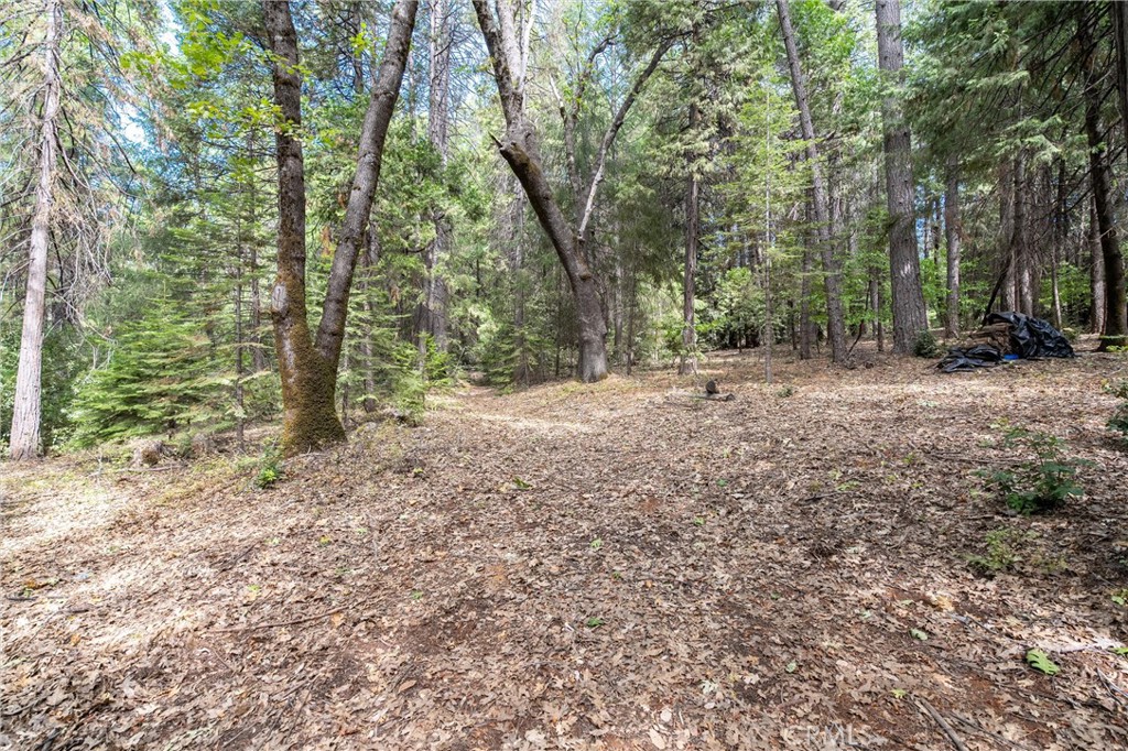 5245 Headwaters Road Forest Ranch, CA 95942 - Photo 40 of 47 a view of a forest with trees in the background