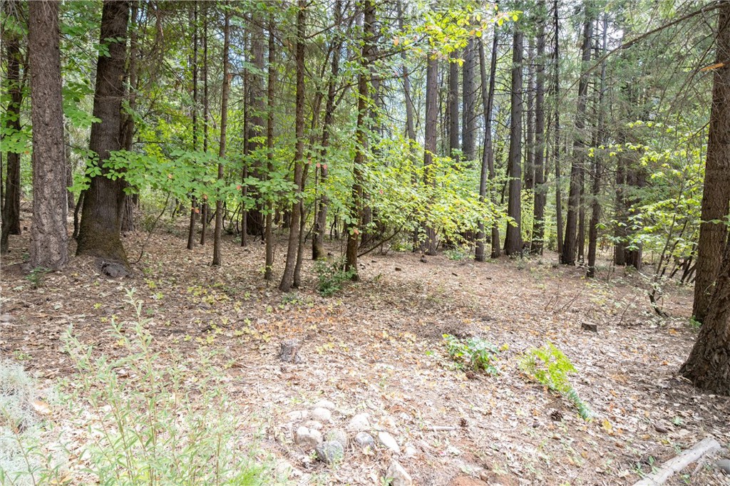 5245 Headwaters Road Forest Ranch, CA 95942 - Photo 44 of 47 a view of a yard with plants and large trees