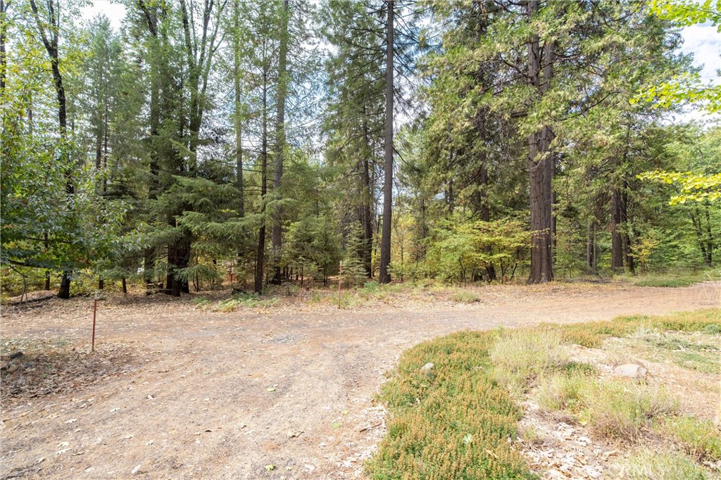 5245 Headwaters Road Forest Ranch, CA 95942 - Photo 45 of 47 a view of a yard with trees