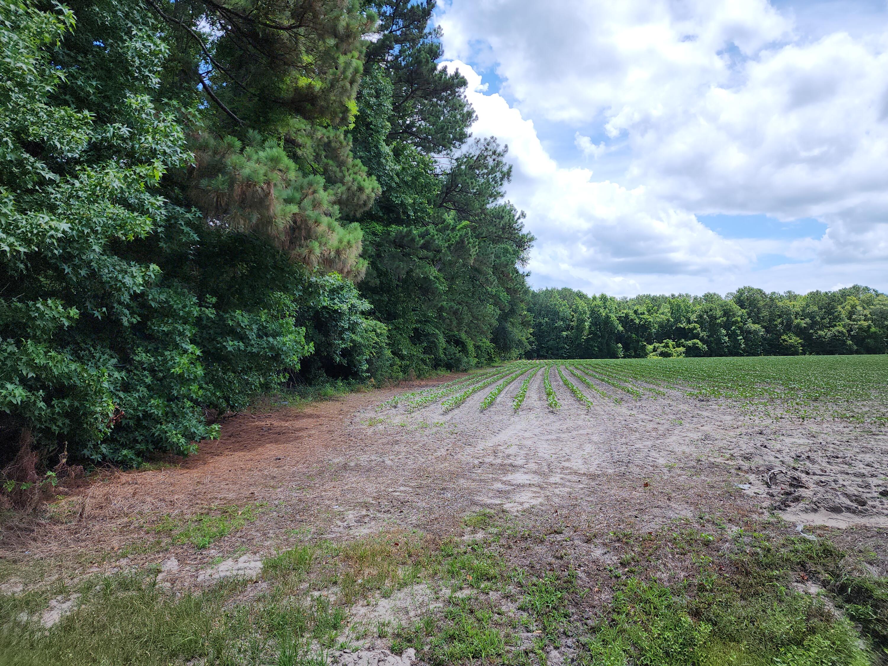 19 Thomas-Kate Road Dorchester, SC 29437 - Photo 15 of 26 20240618_122446
