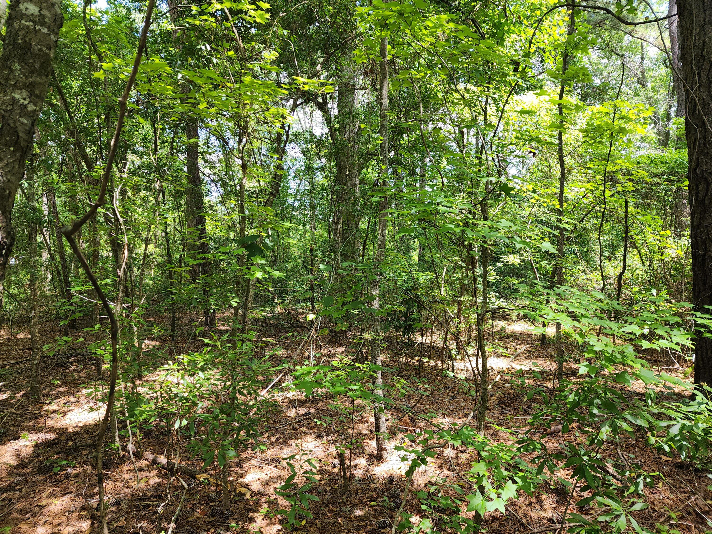 19 Thomas-Kate Road Dorchester, SC 29437 - Photo 18 of 26 20240618_122904