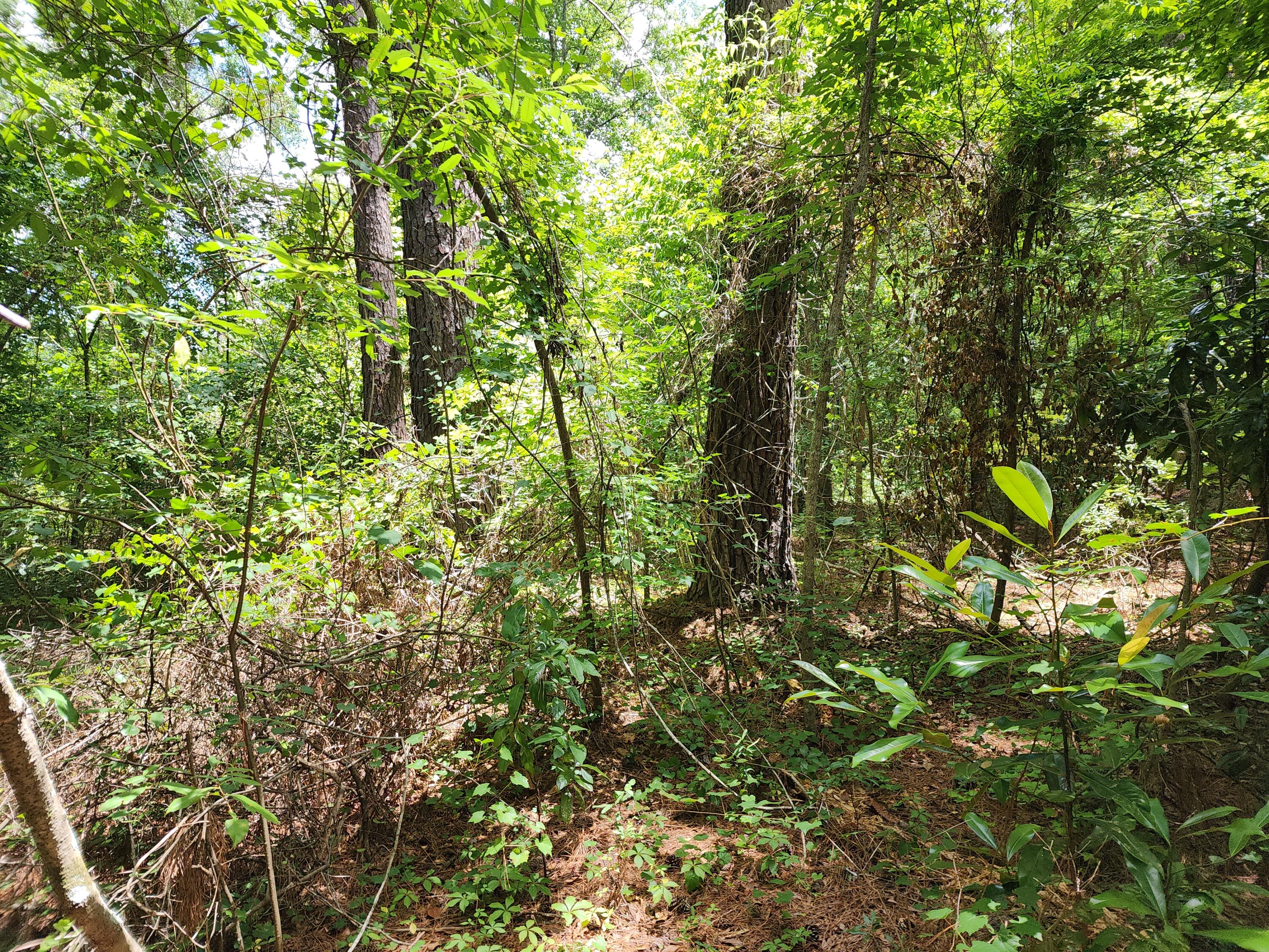 19 Thomas-Kate Road Dorchester, SC 29437 - Photo 20 of 26 20240618_122931