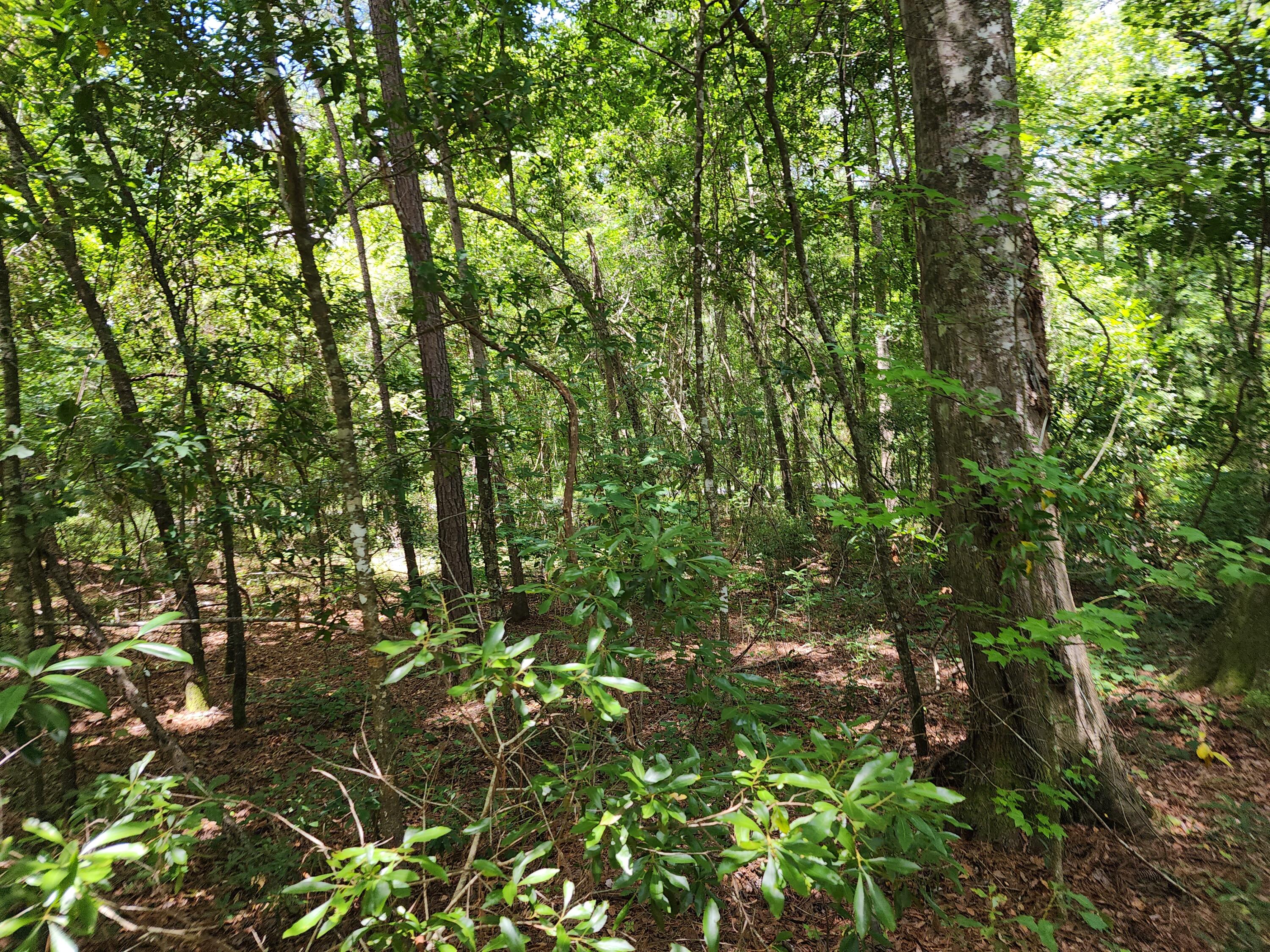 19 Thomas-Kate Road Dorchester, SC 29437 - Photo 21 of 26 20240618_122934