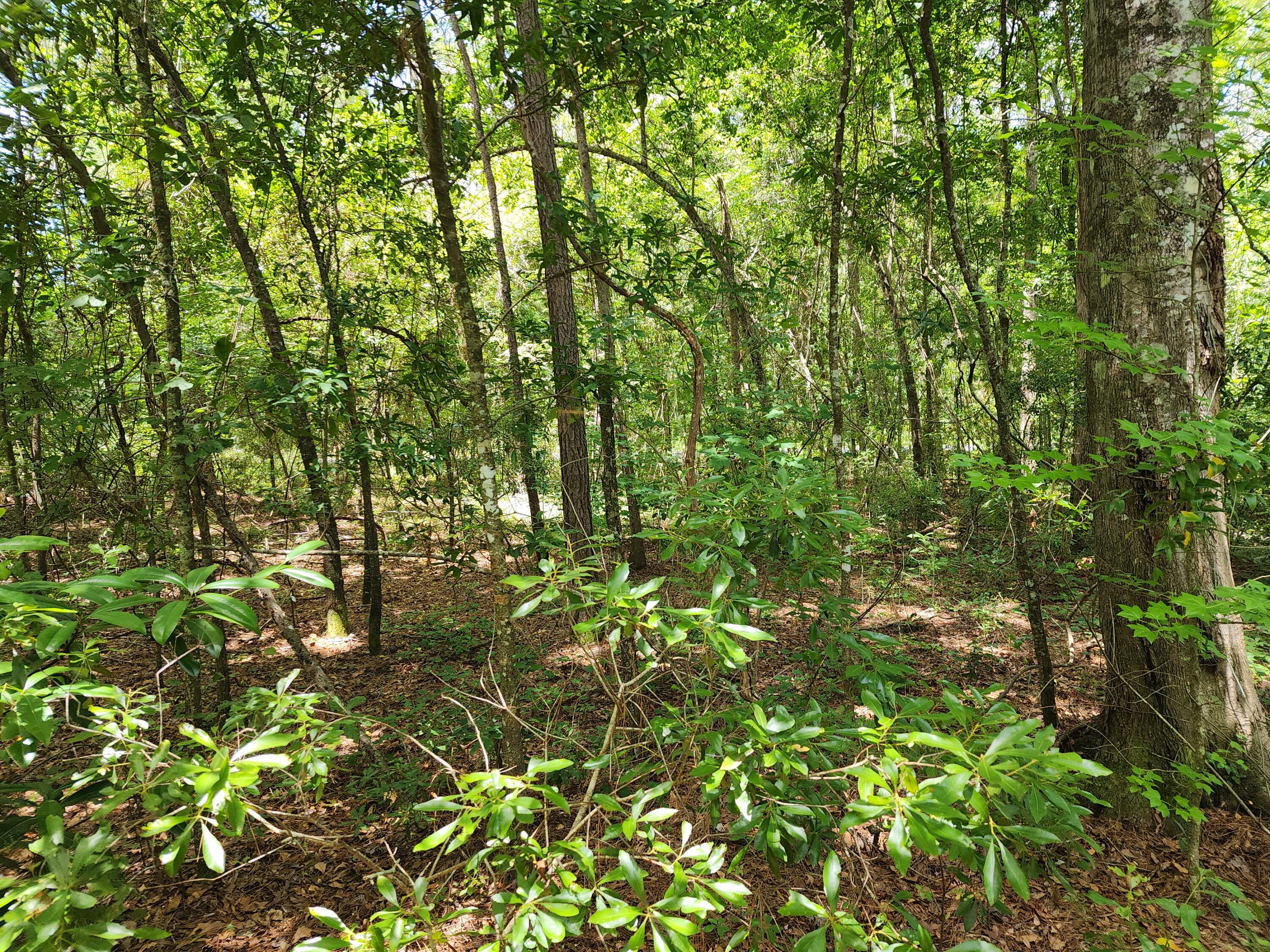 19 Thomas-Kate Road Dorchester, SC 29437 - Photo 22 of 26 20240618_122936