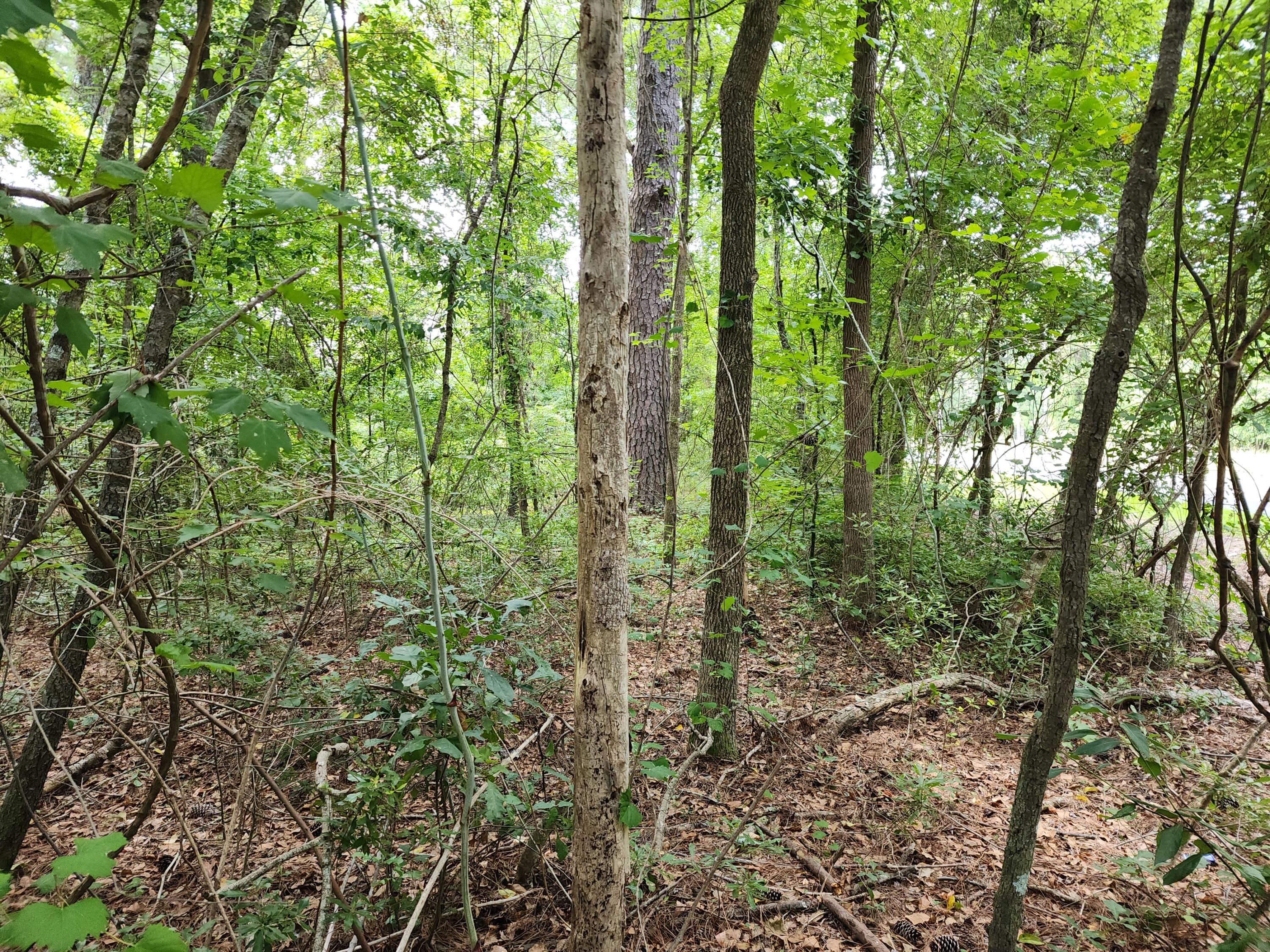 19 Thomas-Kate Road Dorchester, SC 29437 - Photo 24 of 26 20240618_123101