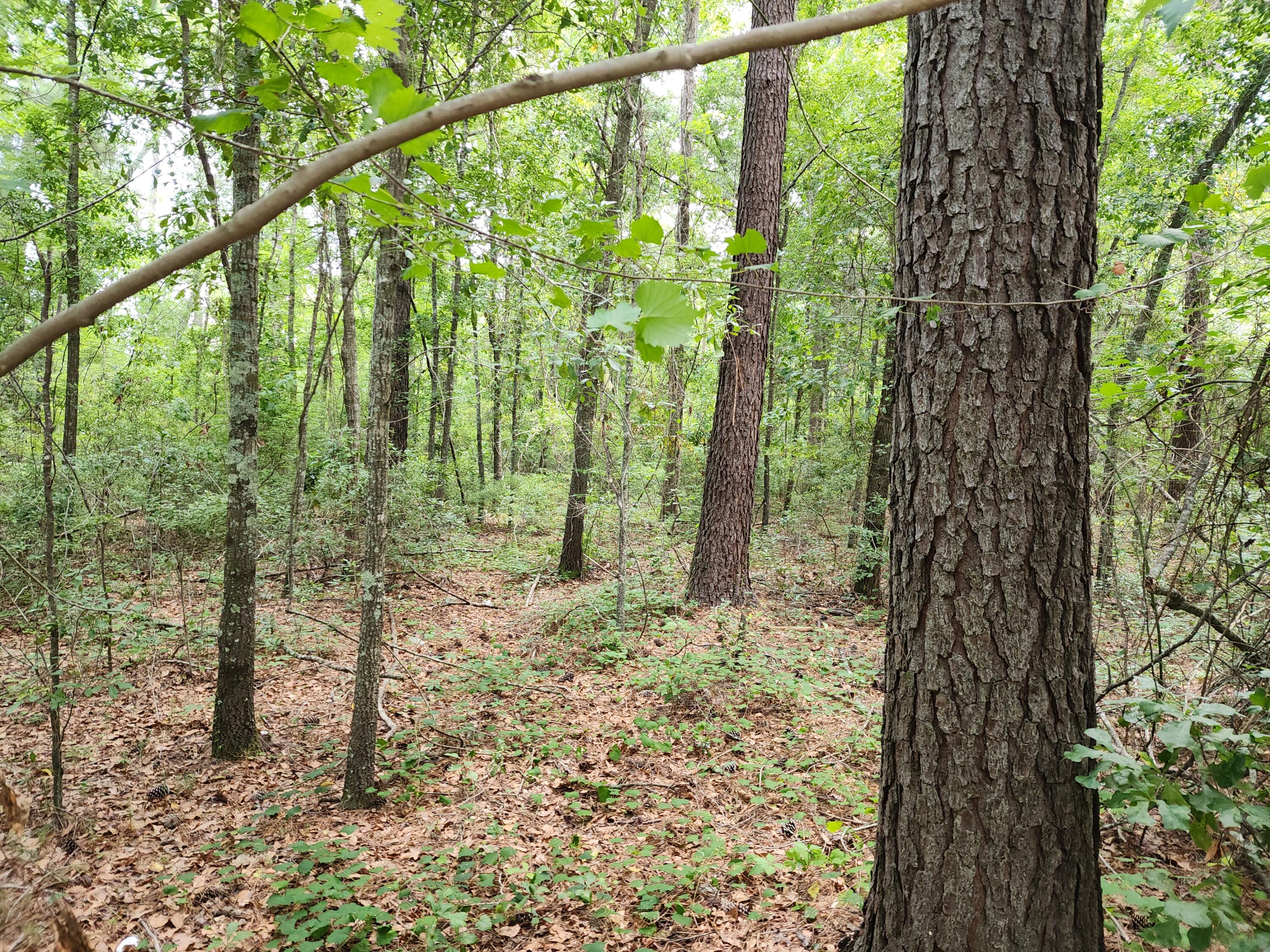 19 Thomas-Kate Road Dorchester, SC 29437 - Photo 25 of 26 20240618_123104