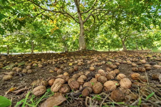 $2,660,000 | 7306 Van Allen Road, Stockton, CA 95215