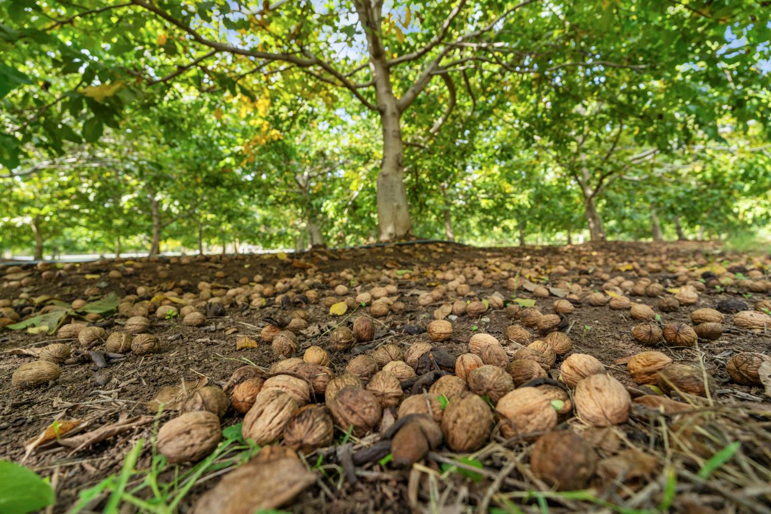 7306 Van Allen Road Stockton, CA 95215 - Photo 85 of 87 a backyard of a house with lots of green space