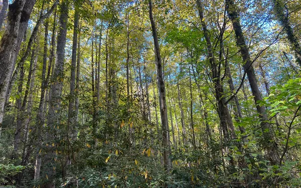 $300,000 | 1 Tusquittee Road, Hayesville, NC 28904