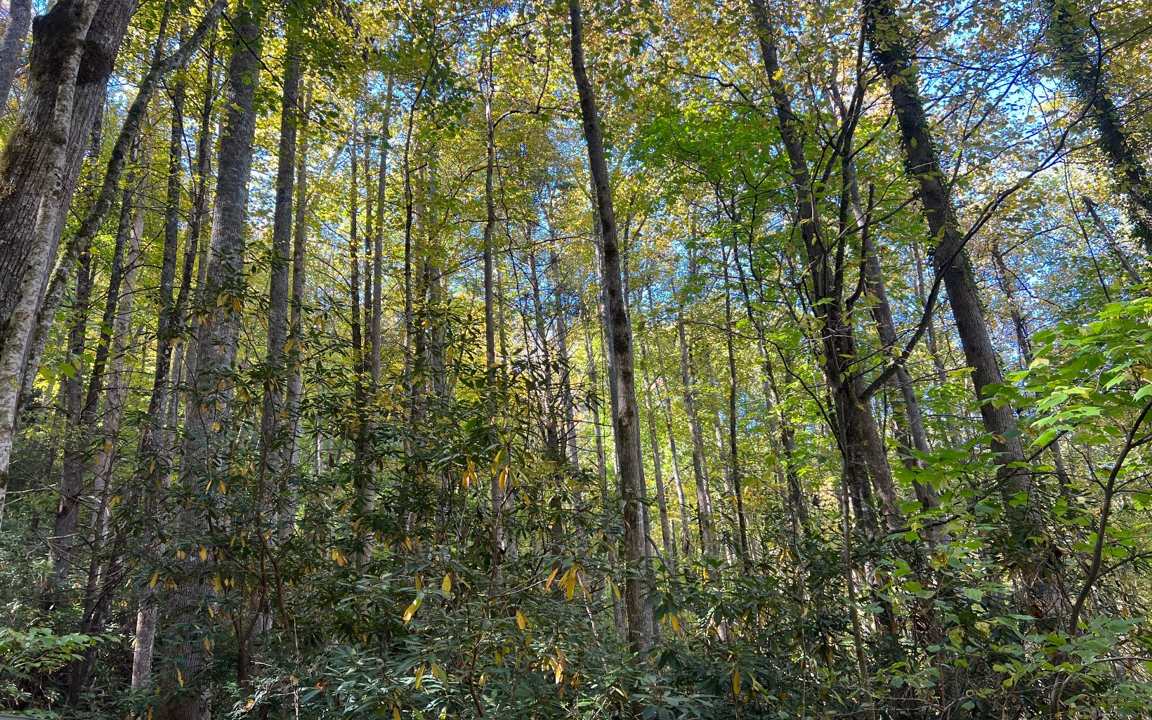 1 Tusquittee Road Hayesville, NC 28904 - Photo 1 of 13 Main View