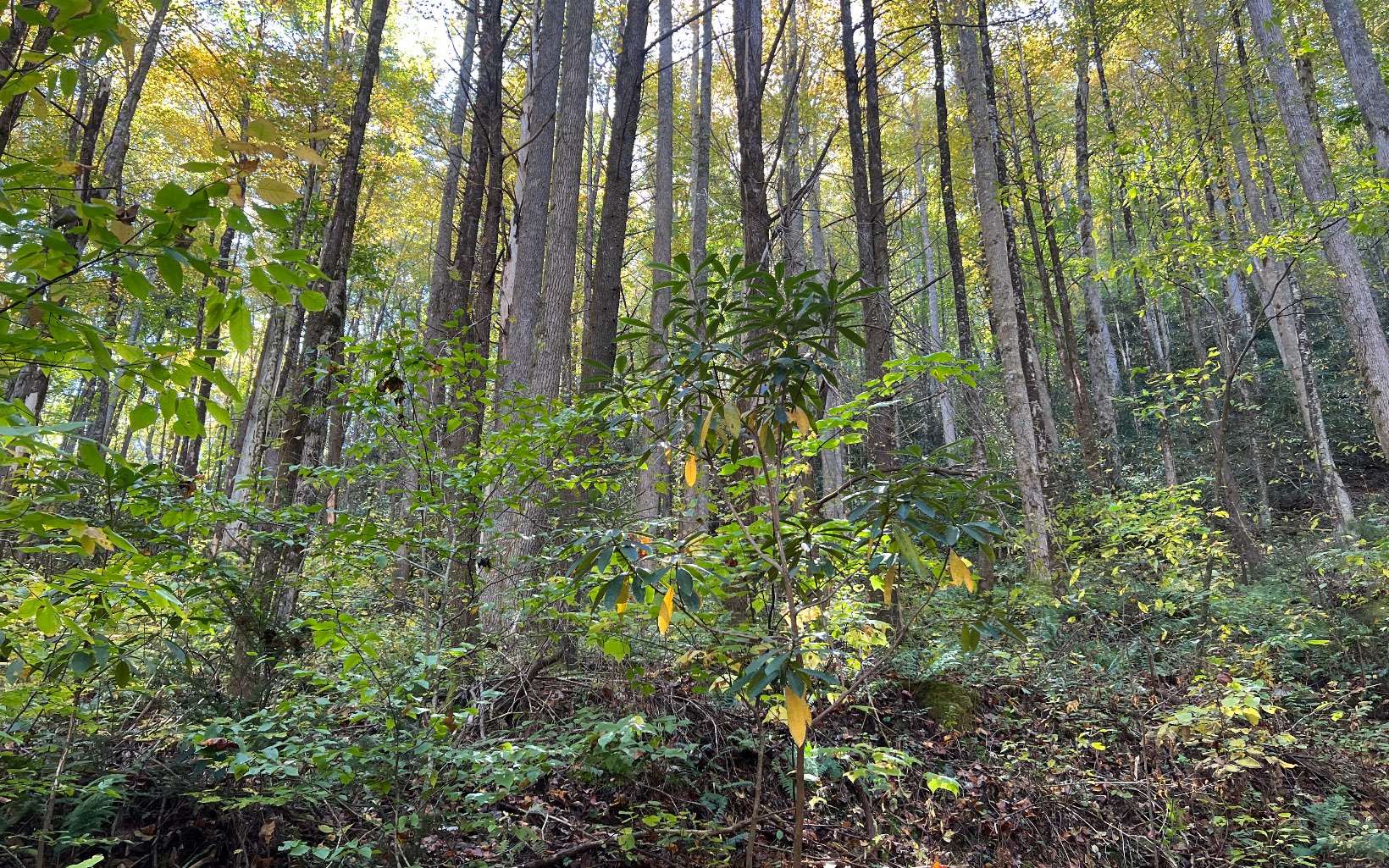 1 Tusquittee Road Hayesville, NC 28904 - Photo 3 of 13 Additional View