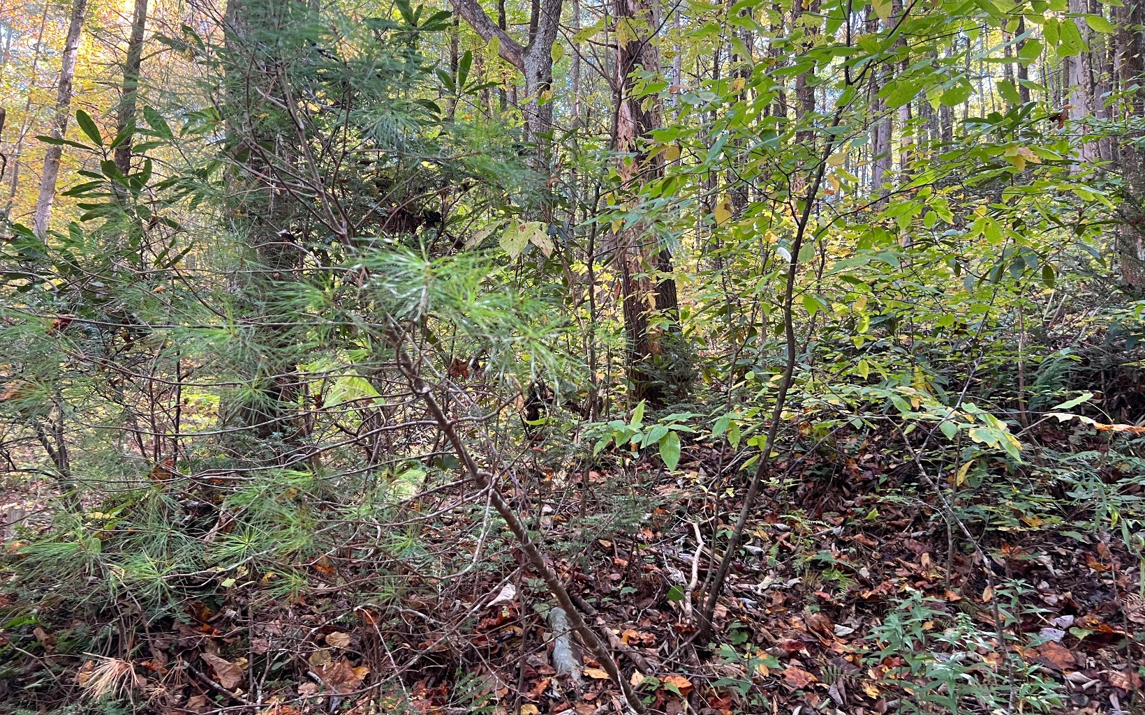 1 Tusquittee Road Hayesville, NC 28904 - Photo 4 of 13 Additional View