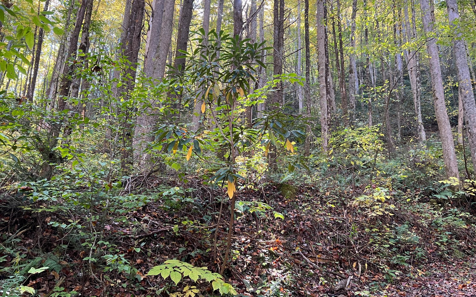 1 Tusquittee Road Hayesville, NC 28904 - Photo 5 of 13 Additional View