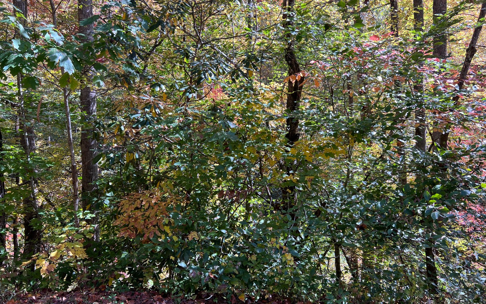 1 Tusquittee Road Hayesville, NC 28904 - Photo 6 of 13 Additional View