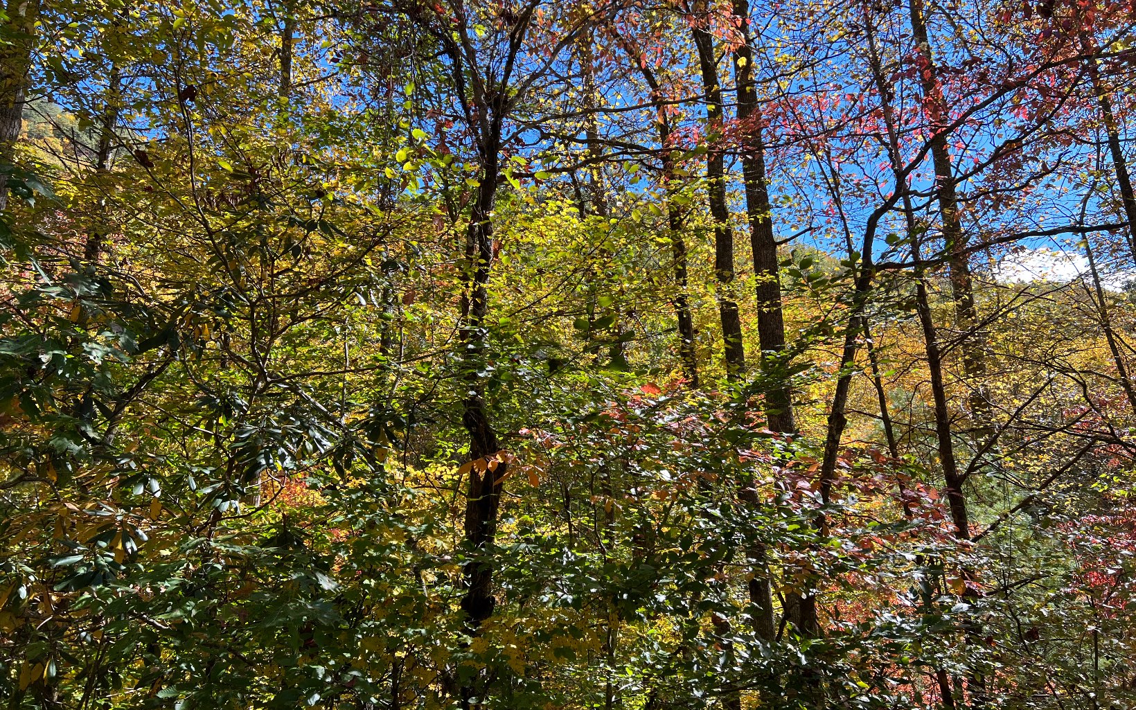1 Tusquittee Road Hayesville, NC 28904 - Photo 8 of 13 Additional View