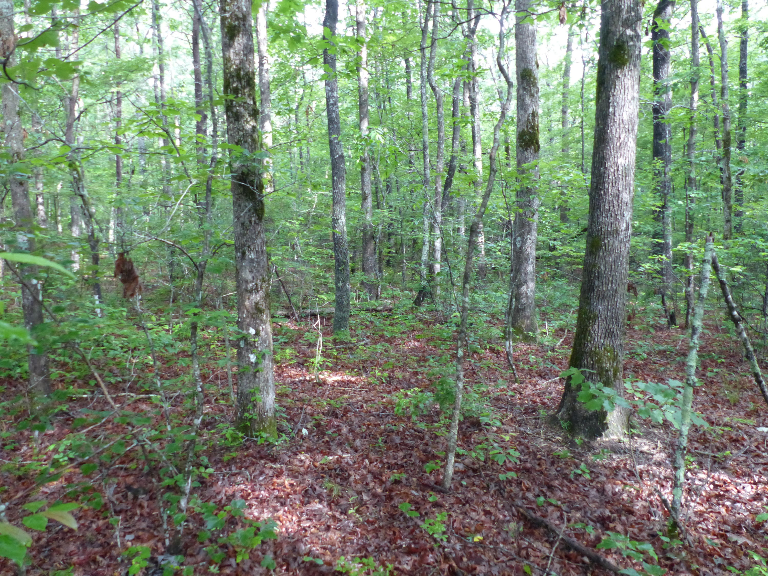 Dun Lukin Rd Spring Spring City, TN 37381 - Photo 1 of 2 Dun Lukin